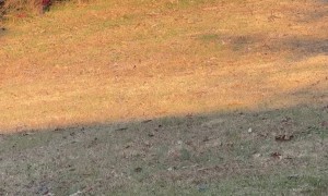 The Grinch Chases My Son