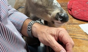 Can't Say No to Maggie the Deer