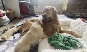 Golden Retriever Shares Bully Stick With New Sister