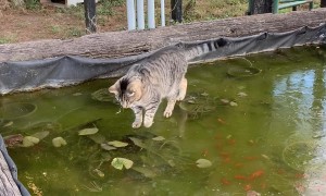 Cat Chases His Fish Friends on a Frozen Pond