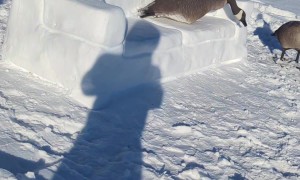 Canada Geese Visit the Snowfa
