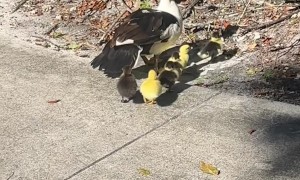 No Duckling Gets Left Behind