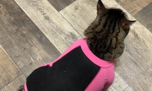 Cat's New Shedding Outfit Doesn't Fit