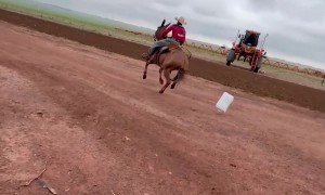 Mule Spooked After Man Throws Trash