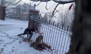 Operation Deer Rescue From Fence