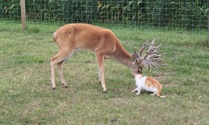 Deer Gives Cat a Bath