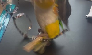 Parrot Can't Decide What To Play With