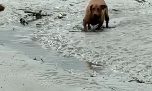 Dog Biffs It and Gets Right Back Up!