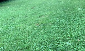 Deer Plays Frisbee With German Shepherd