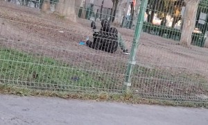 English Bulldog Goes for the Tackle