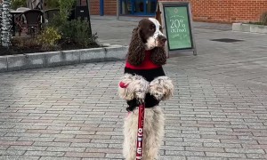 Bonnie Scoots Through Town Centre