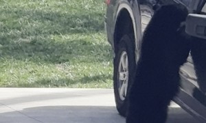 Black Bear Breaks Into Asheville Truck