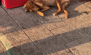 Singing Man Disturbs Sleeping Dog