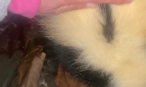 Released Skunk Returns to Rehab