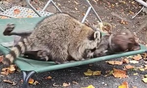 Raccoon and Dog Playing