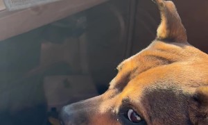 Speedometer on the Fritz