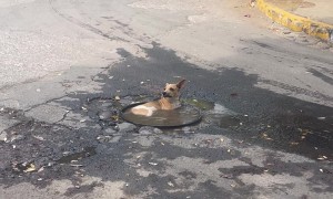 Dog Takes a Bath in a Puddle