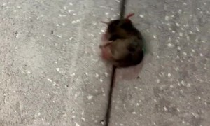 Moving a Little Lost Mole to a Safe Location