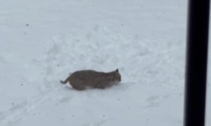 Bobcat Kitten Playing With a Bunny