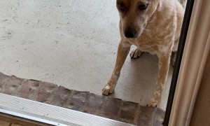 Poor Dogs Left Outside for Over a Minute