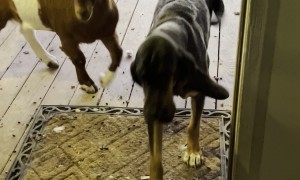 Dog Learns to Open Front Door and Goat Walks Inside