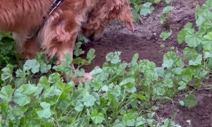 Dog Intently Studies Digging Rodent