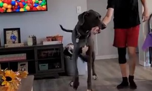 Great Dane Gets His Favorite Human