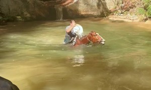 Horse Dives Into Deep Creek With Rider