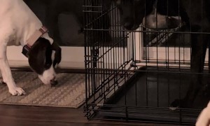 Pup Likes to Share His Dinner