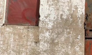 My Ex Gave Me a Dog That Attacked Me