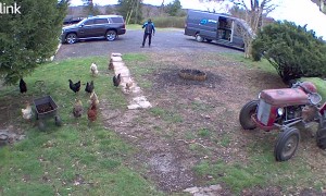 Delivery Driver Confronted by Chicken Army