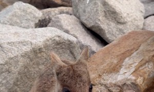 Wallaby Eating a Carrot at the Beach