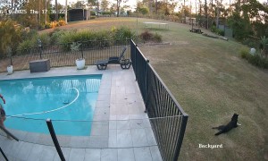 Distraction While Leaf Blowing Leads To Swimming Pool Fall
