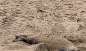 Sea Lion Paddling in the Sand