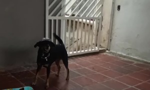 Teaching A Dog To Skateboard Ramps