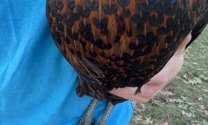 Chicken Has Hearts Pattern On Chest Feathers