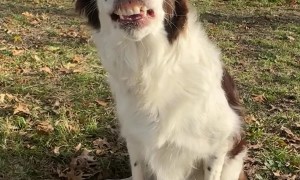 Dog Smiles With Discarded Dentures