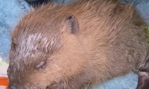 Baby Beaver Munches On Fruits And Veggies