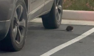 Rat Flips When Car Runs Over Its Tail