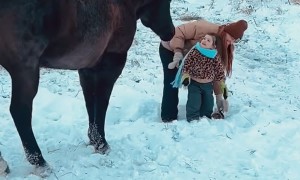 Horse Picks Up Toddler Looking for Treats