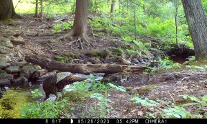 Bobcat Misses Out on Turkey Dinner