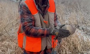 Expecting a Wild Pheasant to Majestically Fly Away (It Was Not Injured)