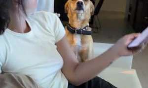 Dog Pleads to Stay on the Couch