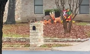 Deer Gang Up Against Reindeer Inflatables