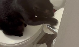 Cat Has Beef With TP