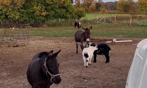 Small Goat Does Parkour on a Donkey