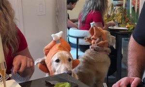 Won’t Someone Give This Good Boy a Slice of Turkey