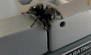 Jumping Spider Scares Me