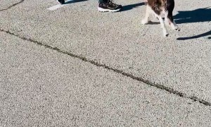 Border Collie Bucks Like a Bronc