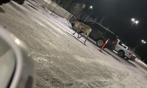Caribou With Moose Ornament Stuck in Antlers